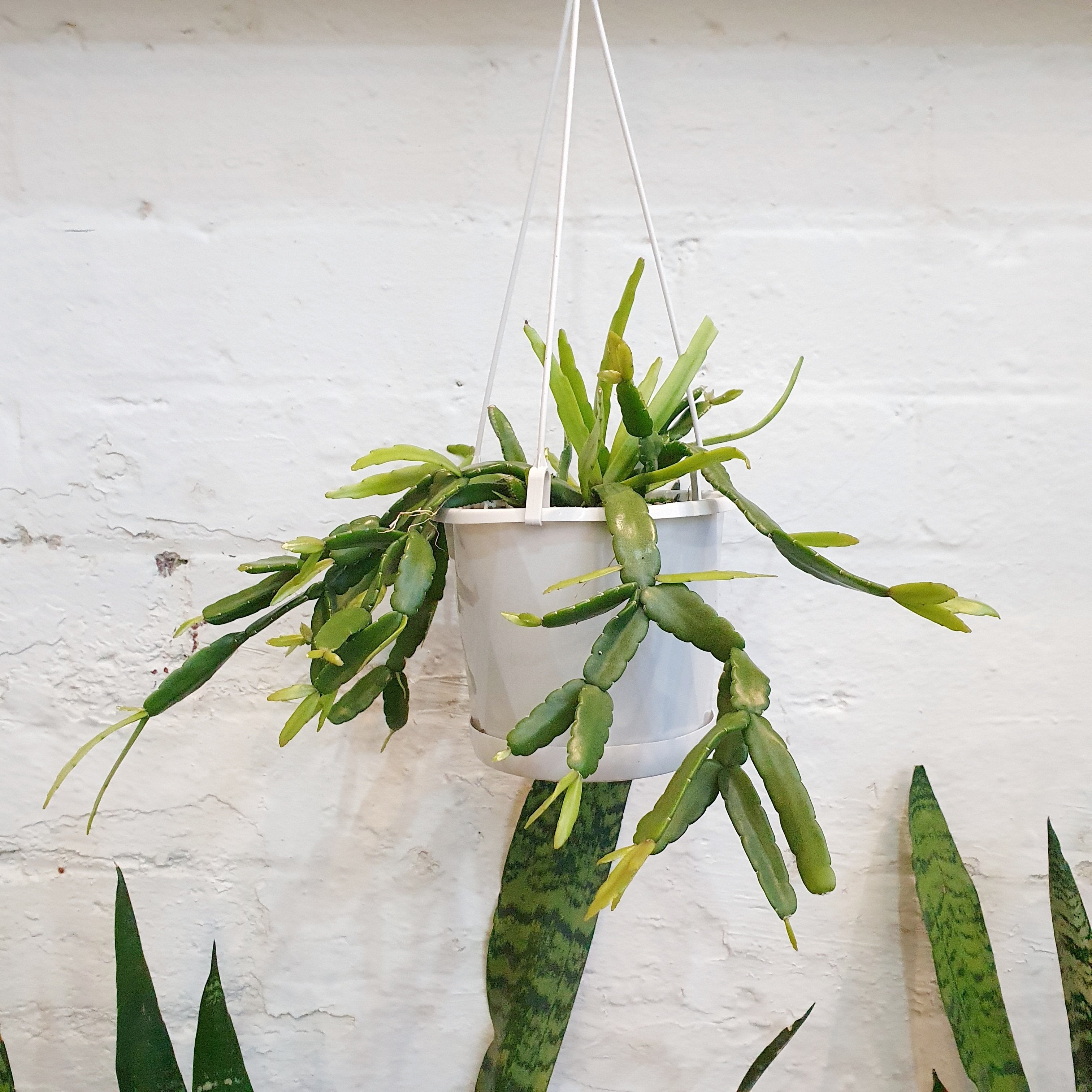 Rhipsalis micrantha - 13cm pot